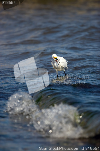 Image of Snowy Egret Eating Fish