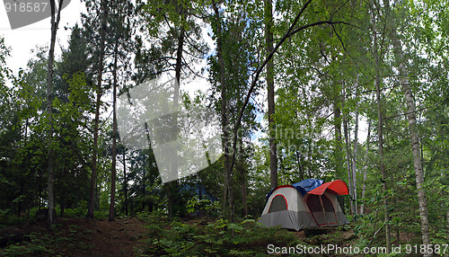 Image of Forest Tent Camping 