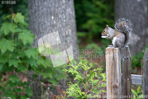 Image of Grey Squirrel