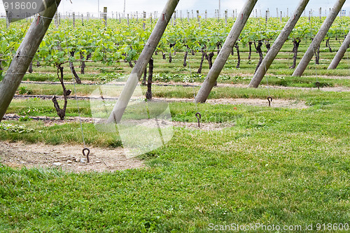 Image of Wine Vineyard Rows