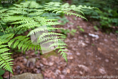 Image of Forest Fern Leaves