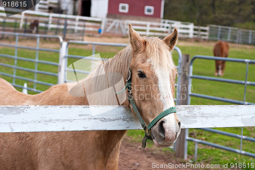 Image of Brown Horse