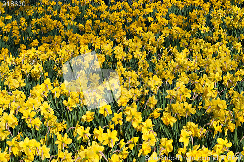 Image of Field of Daffodils