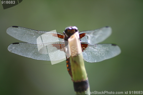 Image of dragonfly