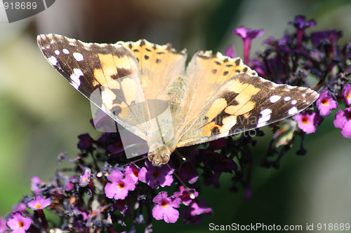 Image of butterfly