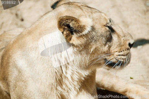 Image of Lion