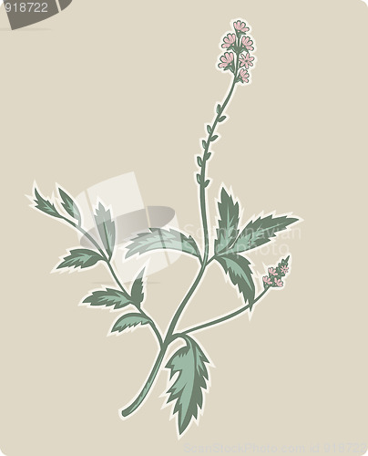 Image of vervain or verbena flowering plant