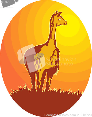 Image of Vicuna standing with sun