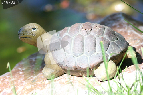 Image of turtle