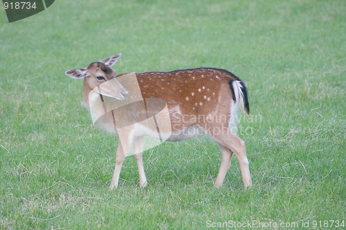 Image of Fallow Deer