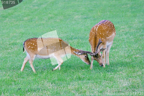 Image of Fallow deer,