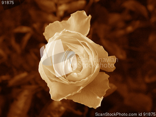 Image of rose