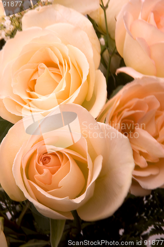 Image of Bridal Roses