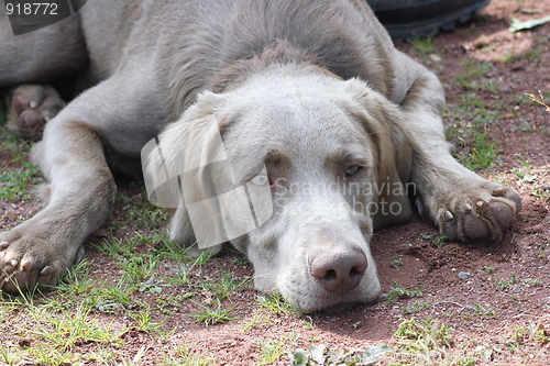 Image of hunting dog