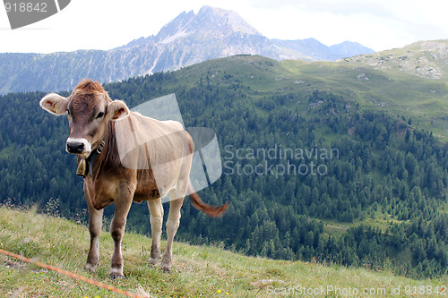 Image of Glückliche Kühe