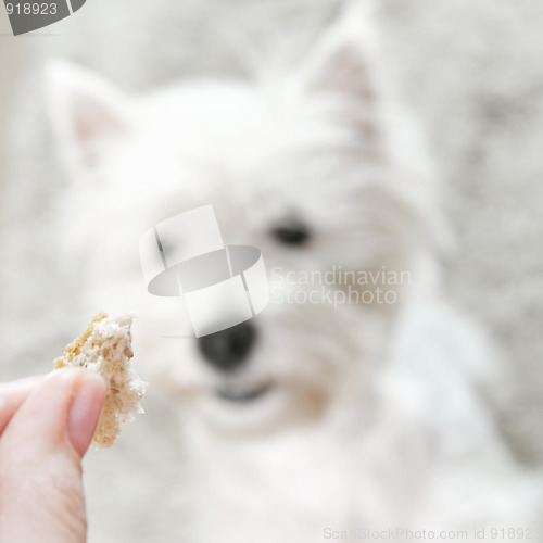 Image of West highland white terrier