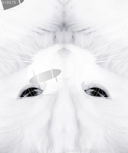 Image of White cat