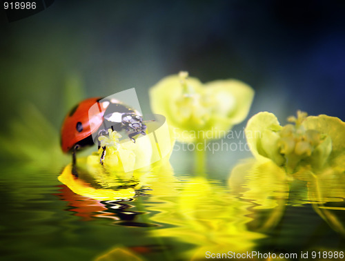 Image of Ladybug on flowers