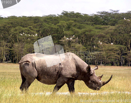 Image of black rhino going for water