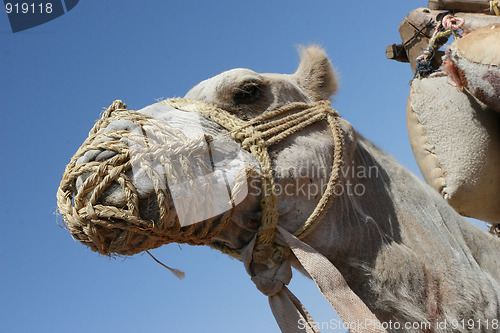 Image of Dromedary