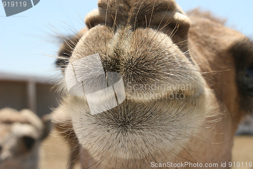 Image of Dromedary