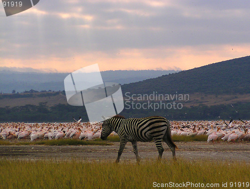 Image of zebra among pelicans under a pink dawn