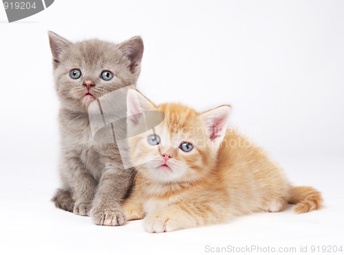 Image of little british shorthair kittens cat