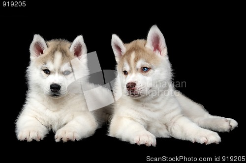 Image of Siberian husky dog puppy