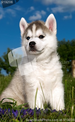 Image of Siberian husky dog puppy