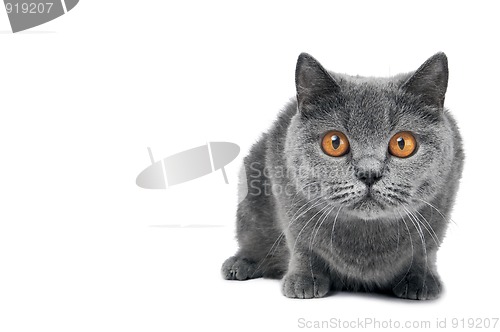 Image of British Shorthair cat isolated