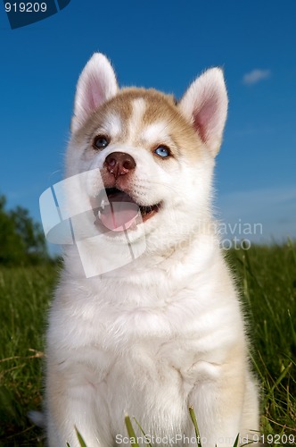 Image of Siberian husky dog puppy