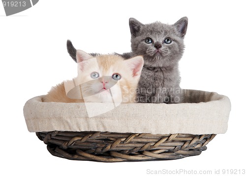 Image of Two british kittens in a basket