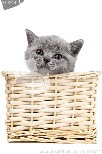 Image of british kitten in a basket