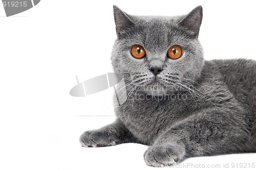 Image of British Shorthair cat isolated