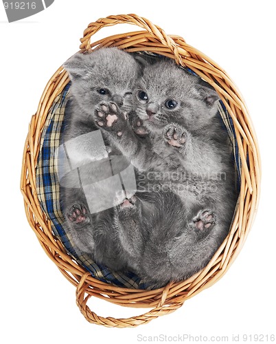 Image of Two british kittens in a basket