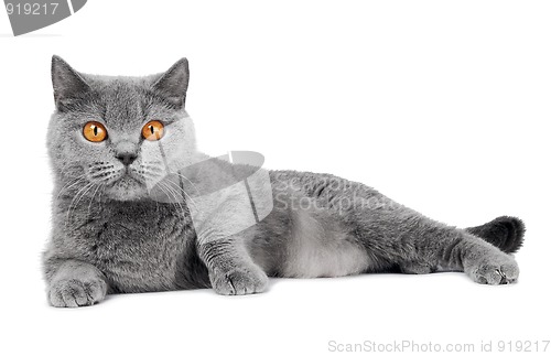 Image of British Shorthair cat isolated
