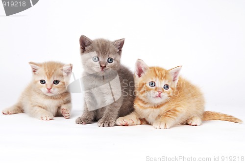 Image of little british shorthair kittens cat