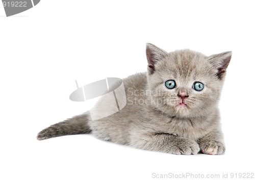 Image of One little british kitten