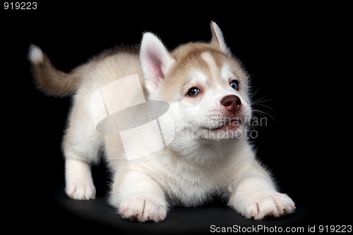 Image of Siberian husky dog puppy