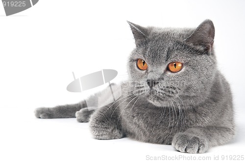 Image of British Shorthair cat isolated