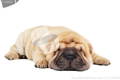 Image of young lying sharpei puppy