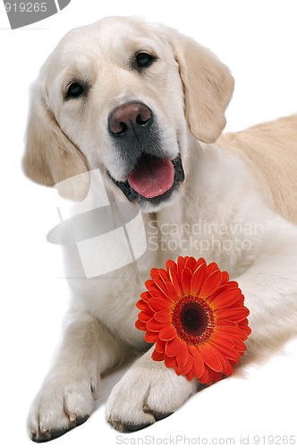 Image of golden retriever with flower