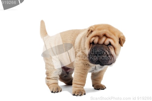 Image of beige puppy of sharpei