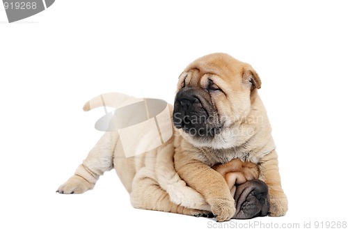 Image of playing sharpei puppy dog