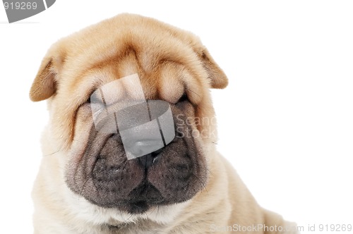 Image of closeup muzzle of sharpei dog