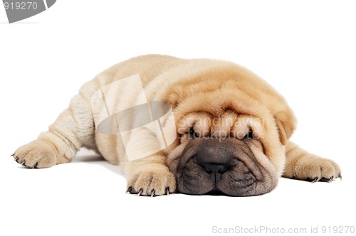 Image of sharpei puppy