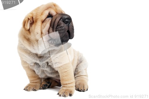 Image of sitting sharpey puppy dog