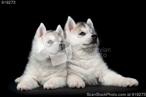 Image of Siberian husky dog puppy