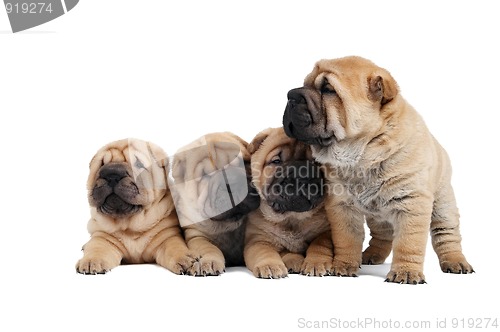 Image of group of small sharpei dog