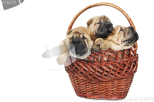 Image of group of small sharpei dog in basket